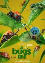 A Real Bug&#39;s Life