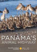 Panama&#39;s Animal Highway