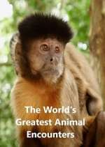 World&#39;s Greatest Animal Encounters
